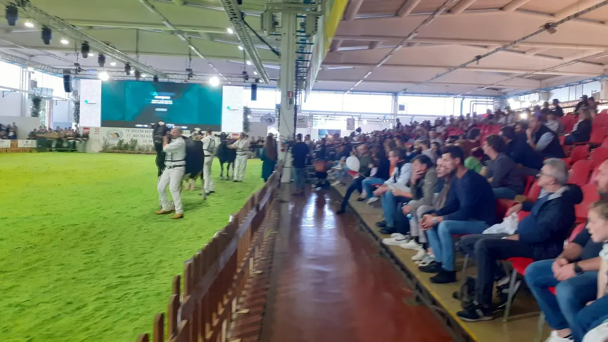 Fazi, superata quota 38mila visitatori: Montichiari capitale della ...