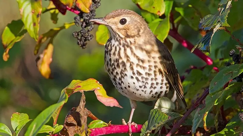 La specie Tordo bottaccio tornerà ad essere cacciabile dal 1° ottobre