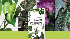 Il manuale «Piante da interni» è in edicola con il quotidiano a 7.90 euro - © www.giornaledibrescia.it