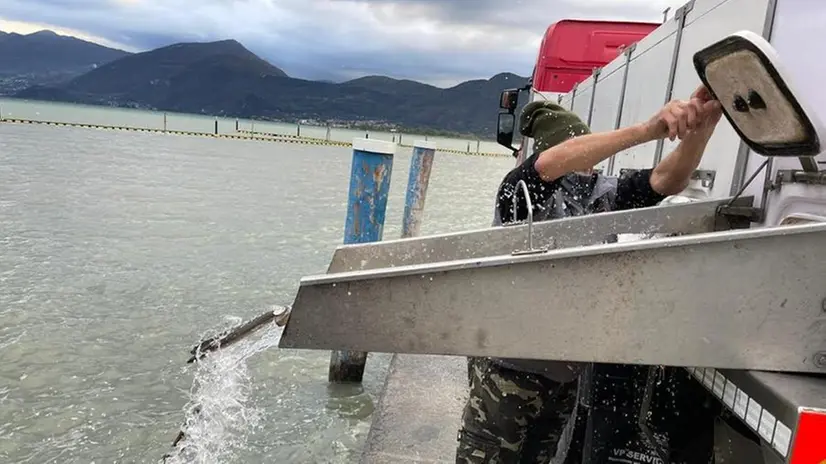 Le anguille vengono rilasciate nel lago d'Iseo - © www.giornaledibrescia.it