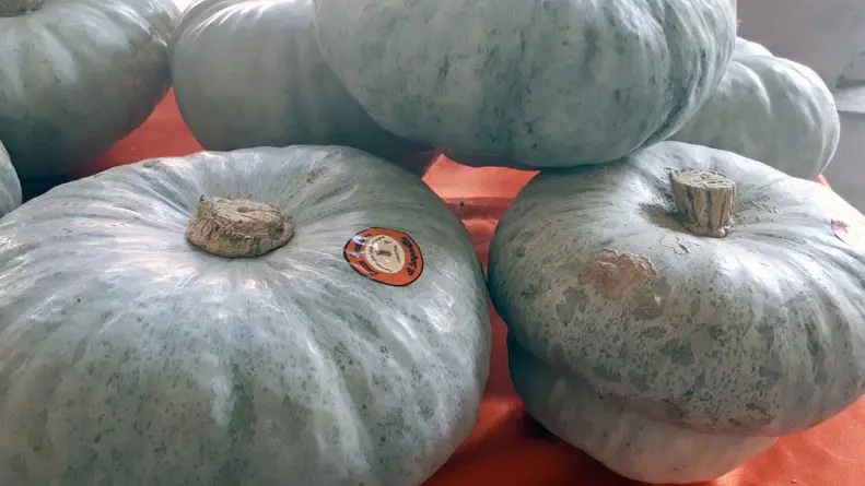 La zucca Berrettina