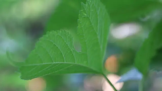 Una foglia di gelso