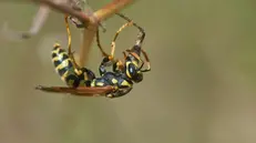 Una vespa