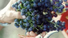 Iniziata la vendemmia delle uve nere - © www.giornaledibrescia.it