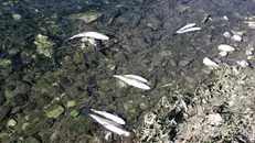L'allarme era partito dalla morte di decine di pesci - © www.giornaledibrescia.it