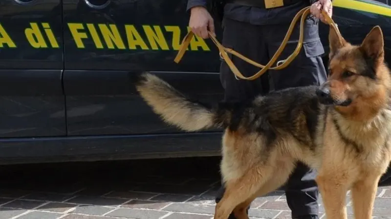 Cash dog: gli animali addestrati per trovare banconote - © www.giornaledibrescia.it