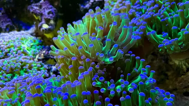 Un dettaglio di una barriera corallina