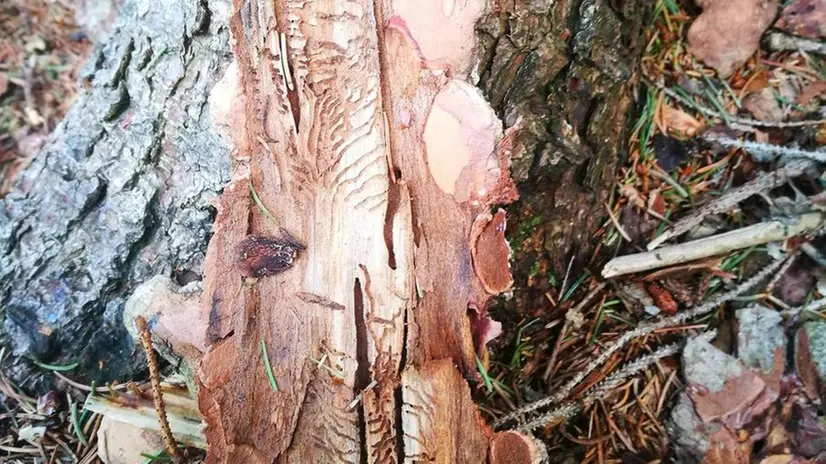 Un tronco d’albero attaccato dal bostrico - Foto © www.giornaledibrescia.it