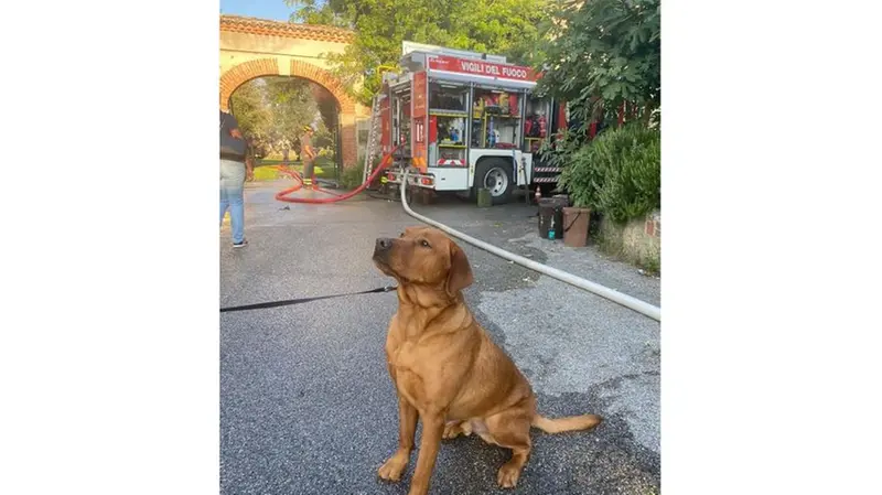 Butch, il cane che abbaiando ha lanciato per primo l'allarme - Foto Francesca Roman © www.giornaledibrescia.it