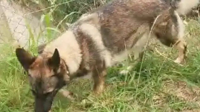 Uno dei cash dog che hanno contribuito all'individuazione dei contanti - © www.giornaledibrescia.it