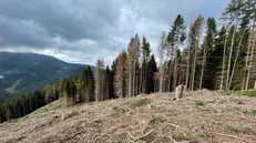 Alberi a terra in Val Palot, spazzati dalla tempesta Vaia