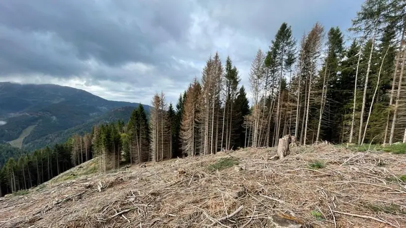 Alberi a terra in Val Palot, spazzati dalla tempesta Vaia