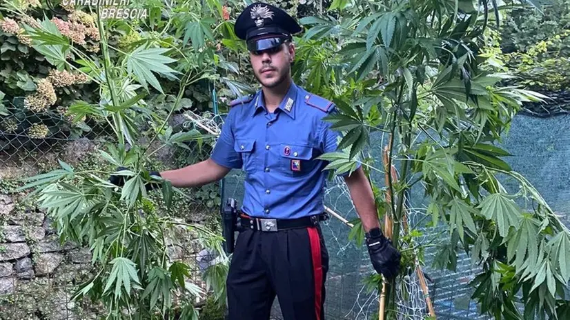 Un militare con parte della marijuana trovata