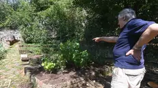 Vincenzo Bonizzoni mostra il suo orto distrutto da un cinghiale