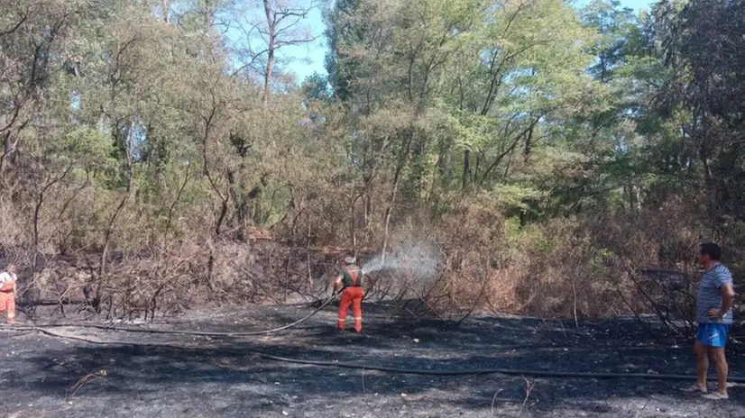 La devastazione lasciata dalle fiamme nel parco Oglio Nord