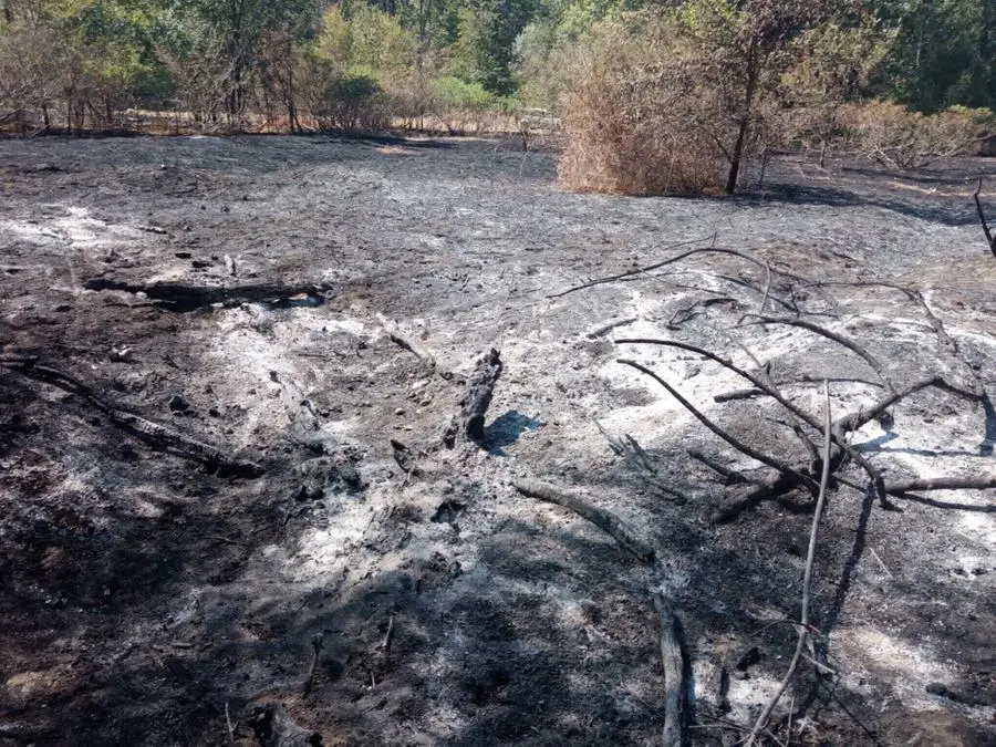 La devastazione lasciata dalle fiamme nel parco Oglio Nord