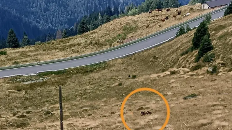 La foto che mostra un orso lungo la strada che sale da Bagolino al Maniva - © www.giornaledibrescia.it