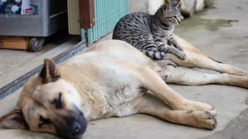 Perché trovare loro una casa dà gioia e amore non solo a chi accoglie - © www.giornaledibrescia.it