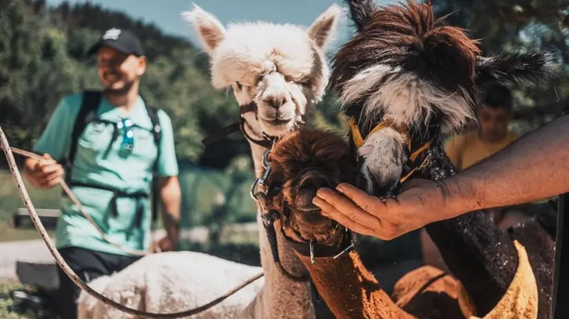Una delle passeggiate con gli alpaca organizzate a Pezzaze