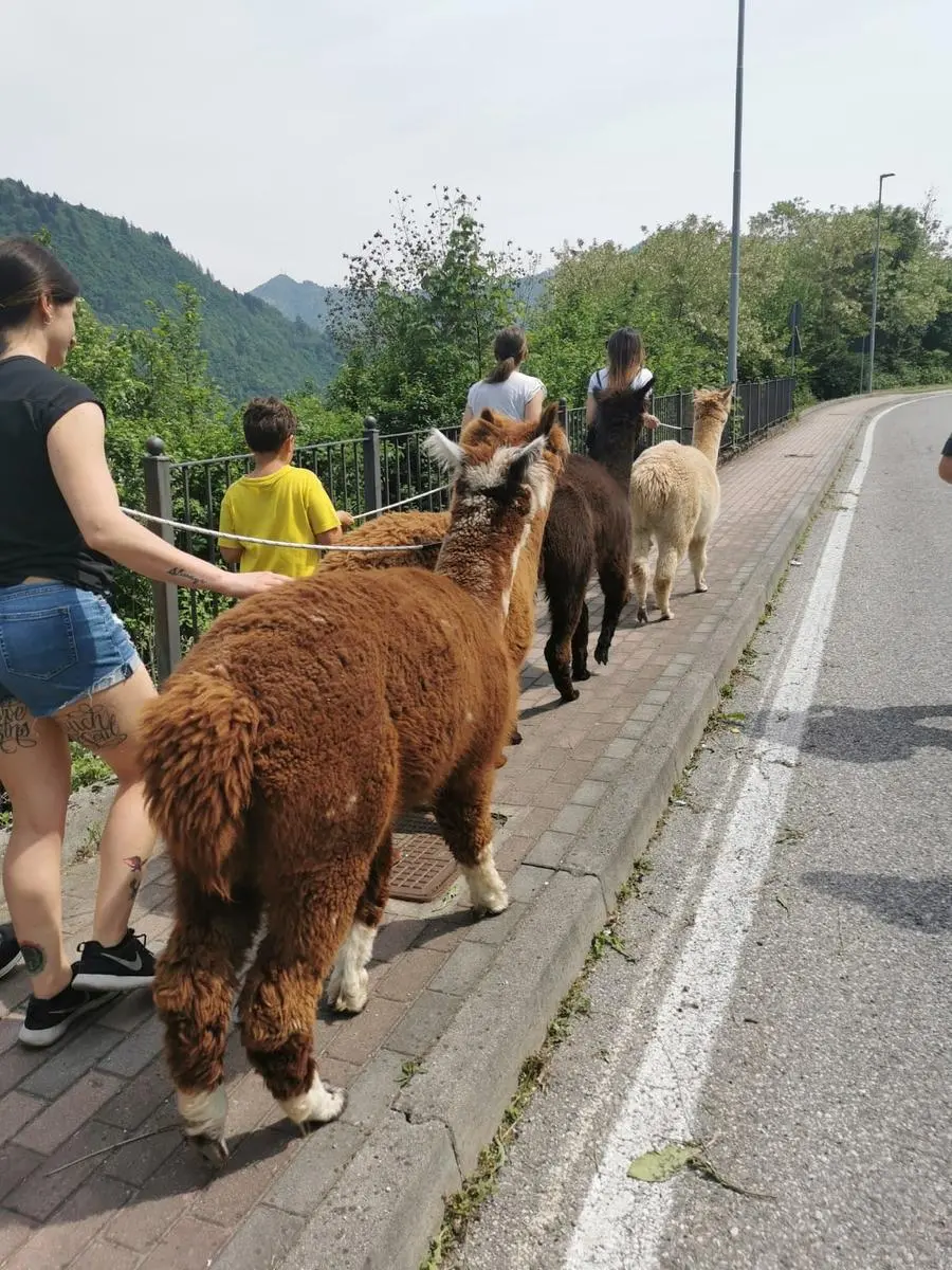 Una delle passeggiate con gli alpaca organizzate a Pezzaze