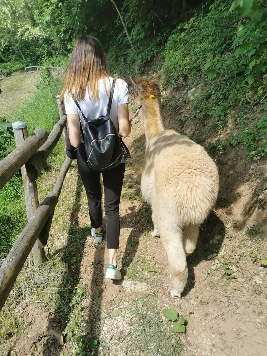 Una delle passeggiate con gli alpaca organizzate a Pezzaze