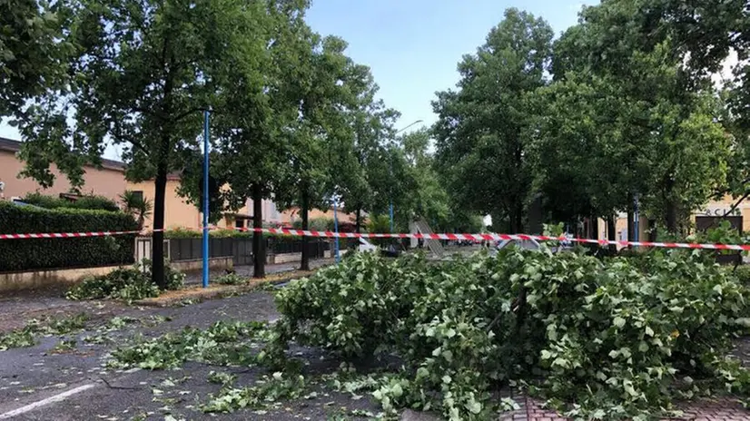 Maltempo al Villaggio Sereno, albero abbattuto in strada e cinema danneggiato