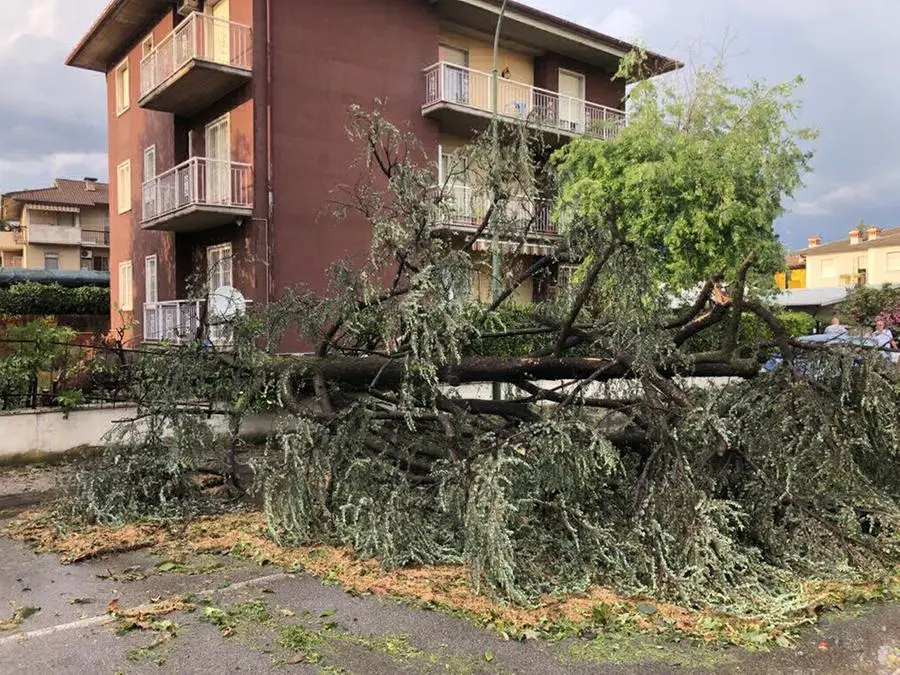 Maltempo al Villaggio Sereno, albero abbattuto in strada e cinema danneggiato