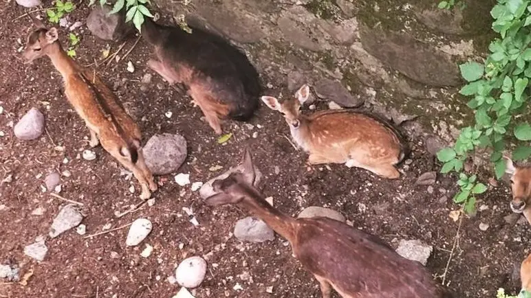 Da tutelare. I daini di Palazzolo