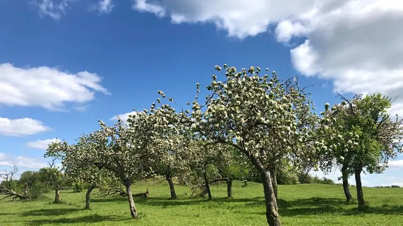 Alberi da frutto