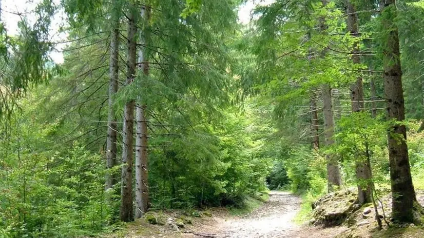 Tra le funzioni degli enti forestali c’è la manutenzione del territorio montano - © www.giornaledibrescia.it