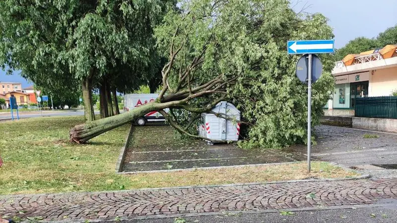 Fornaci: l'albero che si è schiantato su un cassonetto dello sporco - Foto tratta dalla pagina Facebook del Comitato spontaneo Fornaci