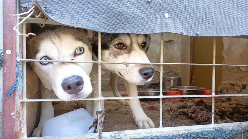 I due Husky chiusi sul balcone