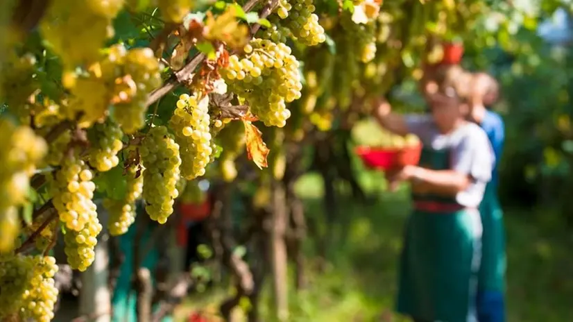 Vendemmia - Foto © www.giornaledibrescia.it