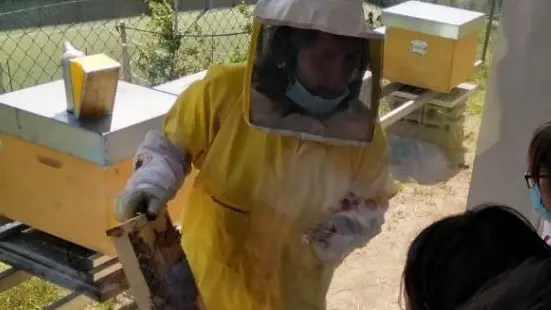 Un apicoltore in un'arnia - © www.giornaledibrescia.it