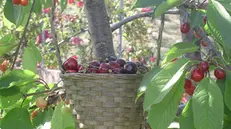 Le ciliegie sono frutti tipicamente primaverili