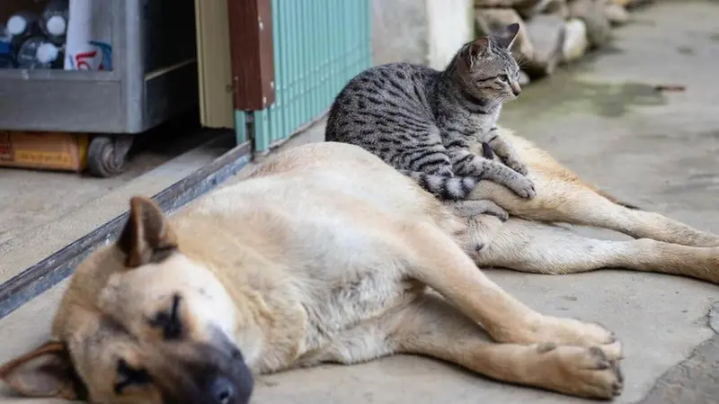 Un cane e un gatto stesi all'ombra - © www.giornaledibrescia.it