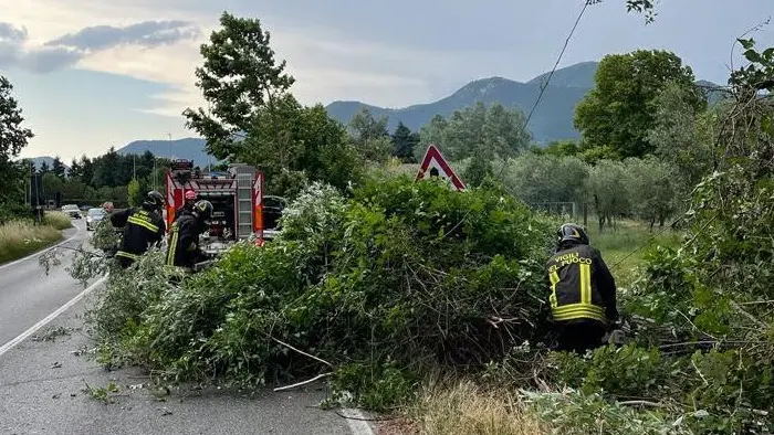 Alberi caduti alle Torbiere di Provaglio d'Iseo (foto d'archivio) - © www.giornaledibrescia.it