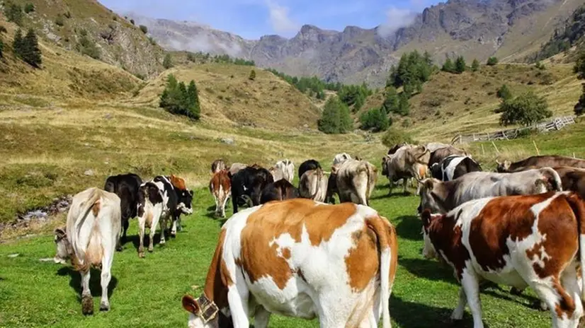 In Valcamonica si produce il formaggio Silter, qui siamo a Case di Viso - Photo courtesy - Nik Barte