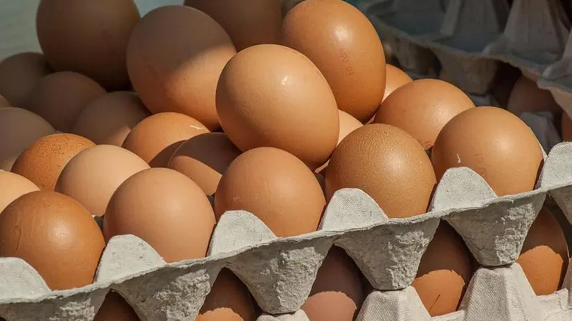 La Marvit commercializzava circa 600mila uova al giorno - © www.giornaledibrescia.it