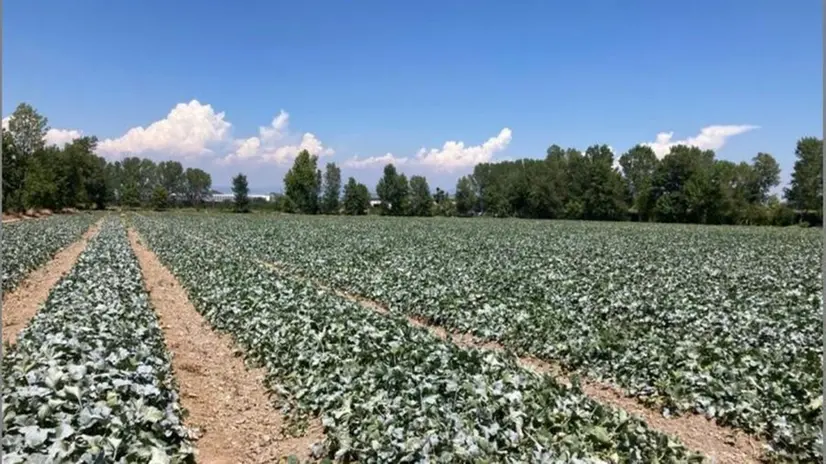 La mancanza di acqua ai campi mette a rischio la produzione - © www.giornaledibrescia.it