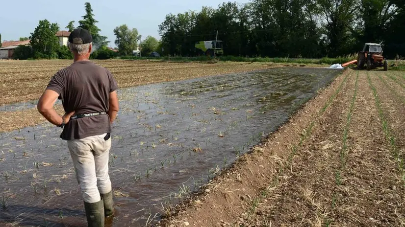 La siccità inarrestabile sta mettendo l’agricoltura in forte stress - Foto © www.giornaledibrescia.it