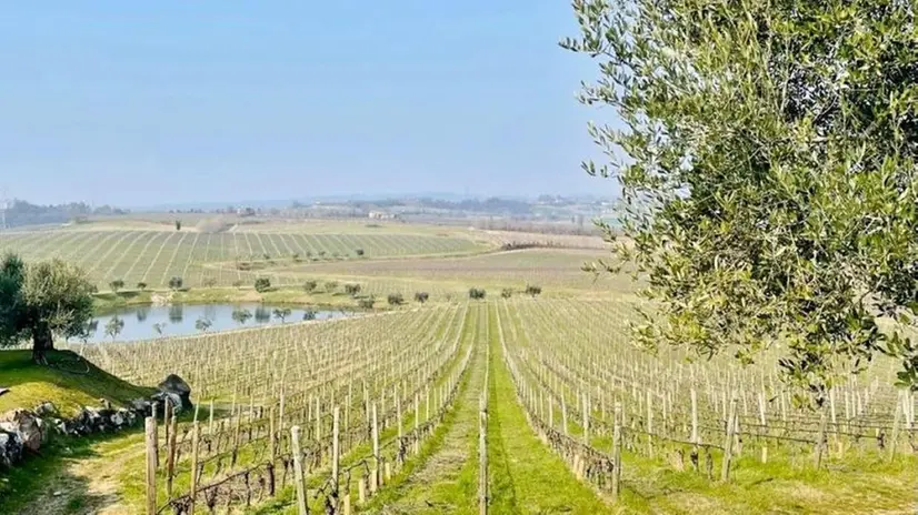 I vigneti della cantina Perla del Garda a Lonato - © www.giornaledibrescia.it