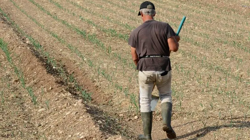 I campi stanno soffrendo enormemente a causa della siccità - © www.giornaledibrescia.it