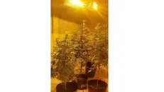 Le piante di marijuana nella serra di casa