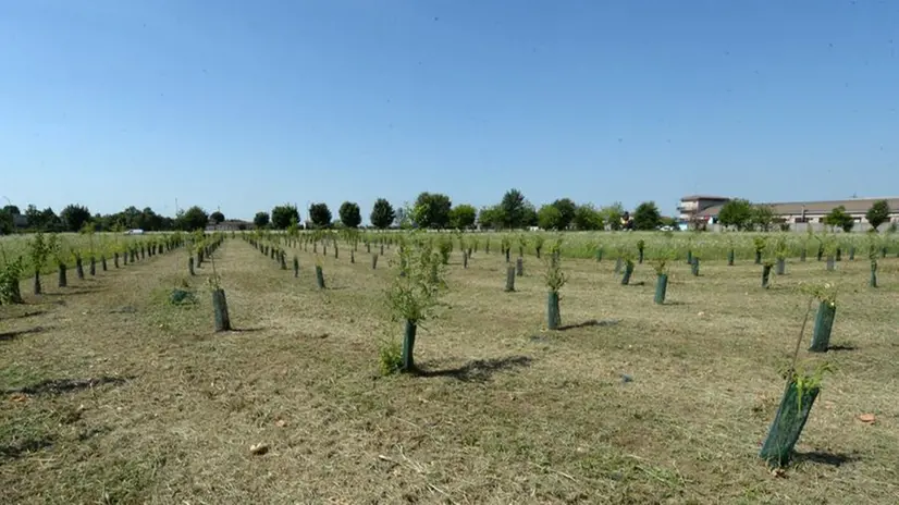 I prezzi di alcuni prodotti agricoli sono i più alti degli ultimi anni - © www.giornaledibrescia.it