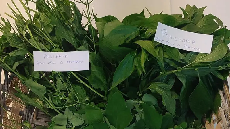 La scuola propone di servire i casoncelli con le erbe spontanee della Valle di Mompiano - © www.giornaledibrescia.it