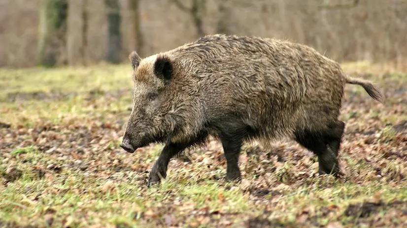 Un cinghiale