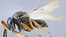 La vespa samurai è grande meno di un millimetro - © www.giornaledibrescia.it