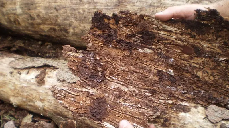 I danni del parassita sul legno