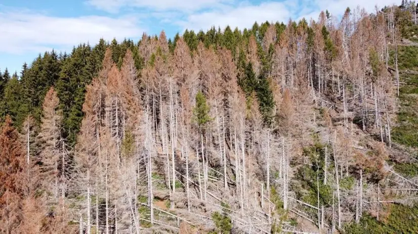 La devastazione del bostrico in Val Palot